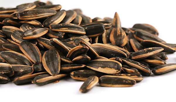 焦点娱乐坚果代工厂坚果贴牌代工