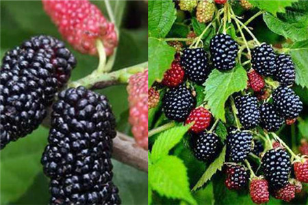 焦点娱乐坚果代工厂坚果贴牌代工