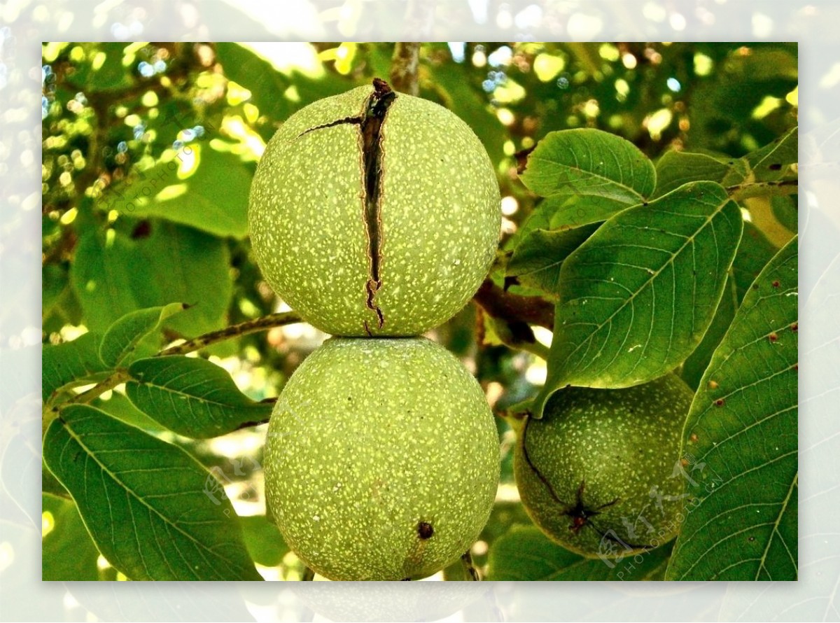 核桃什么时候成熟采摘-焦点娱乐坚果加工厂